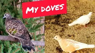 Turturele aripa de bronz, turturele razatoare- Doves in my aviary....