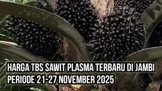 Harga TBS sawit plasma terbaru di Jambi periode 21-27 November 2025 ?