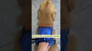 🐕&zwj;🦺 NEW Automatic Leash Belt #CapCut #explore #export #fyp #petlover #shorts #amazonfinds #china