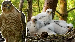 Sparrowhawk Chicks Grow 1st Flight Feathers  | Discover Wildlife | 4K | Robert E Fuller