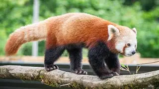 Win a red panda experience at Bristol Zoo Project!