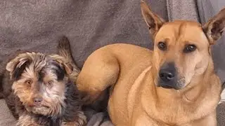 Mes chiens fidèles