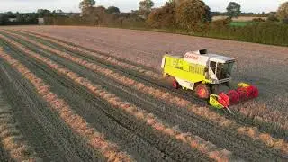 Claas Dominator 78s - Barley harvest in Denmark