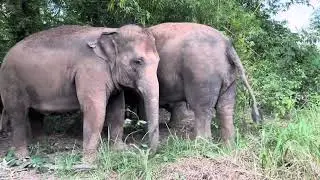 ครอบครัวทรายทอง🐘🙂
