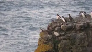 Common Guillemot jumpling leaps off cliff