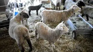Hungry Sheep at Drumlin Farm