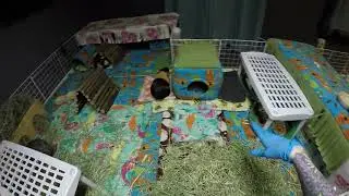 Cleaning 3 Huge Guinea Pig Cages