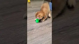 Funny Cat #live #funny #kitten #cat