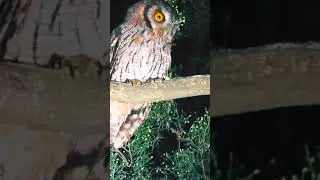 OWL//🦉 short#dh production#
