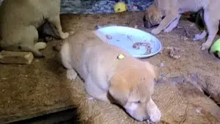 12분간 죽도록 서열싸움하는 두달반된 강아지들