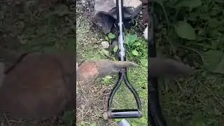 Cooking with a shovel.                          #shorts#shortsvideo#cooking #food #nature