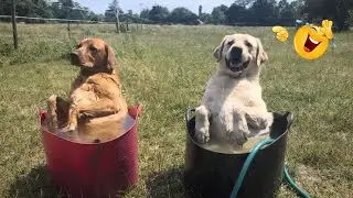 Funny Dogs Being Completely Unpredictable 😂 | Viral Dog Reactions