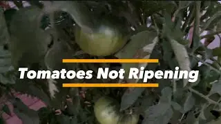 Why Are My Tomatoes Taking So Long to Ripen? Common Issues and Solutions 🍅🌞