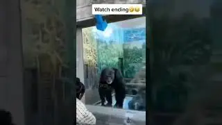 #shortsMonkey Reaction