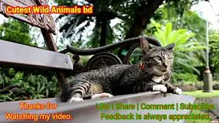 Cute Pomeranian Puppies! Cute Baby Cutest Animals Tv bd are compiled of cute moments of animals#3