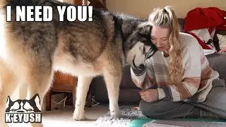Working on The Floor With My Husky is IMPOSSIBLE!