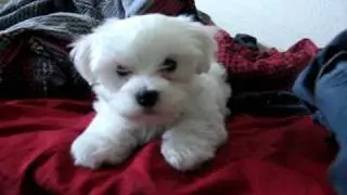 Cute Maltese Puppy Barking