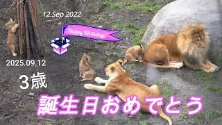 【旭山動物園ライオン】フウ・レイ・イト3歳のバースデイ🎂思い出の回想シーンと共に💝釧路のフウ！札幌のイト！誕生日おめでとう🎉Lion's daughters! Happy birthday!
