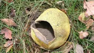 Sclerodermataceae | Wikipedia audio article