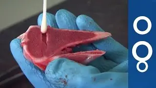 A surgical strike against bacteria