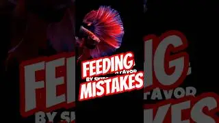 You're Feeding Your Betta Wrong!😱