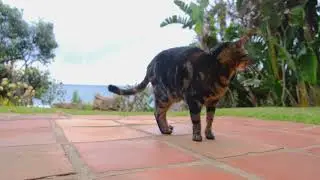 Cute Cat Looking Around