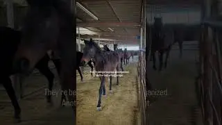 We need nine of these horses covered today.#youtubeshorts #trending #trendingshorts#viral #fyp#usa