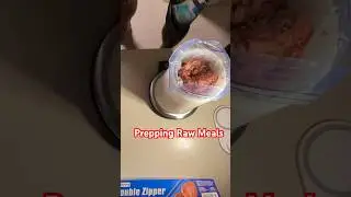 Raw Dog Food Time Lapse #shorts #canecorso #dogtraining #italianmastiff #dogshorts #rawfeddog