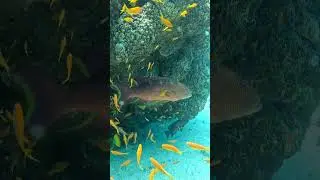 0532559550 Diving Eilat Red Sea Israel #shorts #eilat #diving #fish #israel #grouper #gopro#nature