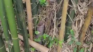 #26 Extremely Evil Bamboo Cache