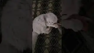 relaxing cat video, calm cat, aesthetic cat, stress relief pets