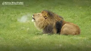Do Lions Roar to Scare Their Prey?