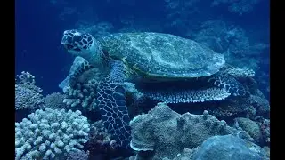 Okinawa Scuba Dives - Kerama Islands and Manzamo: May 3-4, 2025