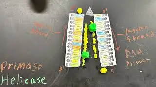 DNA Replication (S Phase)