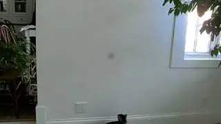 Bengal Kitten going crazy with laser pointer