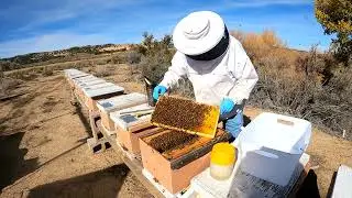 Treating for Varroa mites