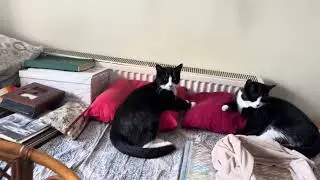 Street Cats in Heidi's House (Part 2) - Arda Buharali
