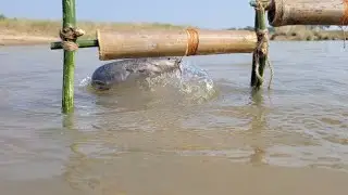 Unique fishing technique in riverside. Best hook fishing trick. New idea fishing video.