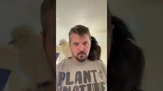 Fluffy chicken duo