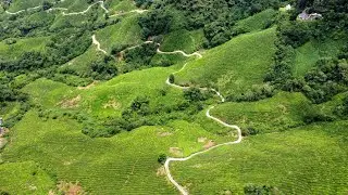 Cameron Highlands Tea Plantations, Malaysia