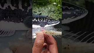 TULANG MUNCUL! KORBAN KE 4 KEGANASAN TOMAN MONSTER