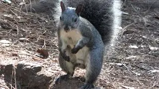 Western Gray Squirrel makes alarm call and leaps between trees.