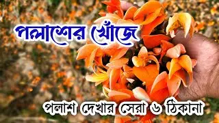 পলাশের খোঁজে। পলাশ ফুলের সন্ধানে পুরুলিয়া। পলাশ বন। Palash in Purulia। Best Place for Palash।