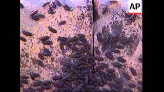 ISRAEL: SFAT:  PLAGUE OF BUGS INVADE TOWN