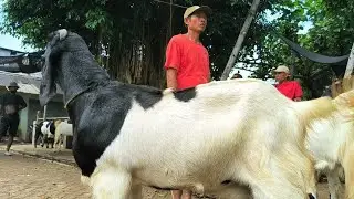 900 ribu !! Babon Hamil Tua Harga Murah !! Harga Anjlok Sepi Pembeli !! Pasar Kambing Tuban 