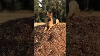 Purebred German Shepherd