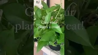 Cooking Water for Plants Low Cost Fertilizer Resourceful Gardening Reuse Veggie Stock Plant Care