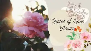 Цитаты о цветке розы