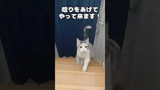 猫が集まる魔法の言葉