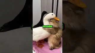 The Cat Who Was Adopted by Two Ducks 🐱❤️🦆 #shorts #cat